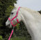 Rhinegold Carnival Headcollar & Rope Karnevals-Halfter und Seil, Hellrosa, Pony