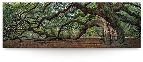 BilderKing Wandbild Baum Alte Eiche - 150cm x 50cm Leinwand auf Fertigrahmen + Aufhänger