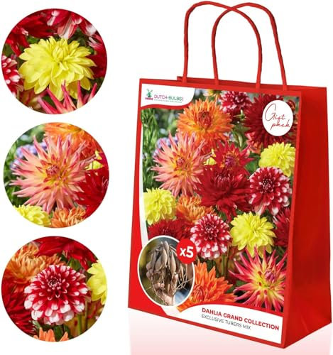 Dahlien knollen Grand Kollektion, Geschenkpackung mit 5 dahlien zwiebeln sorten Mix aus Holland, Exklusive Dahlienknollen mischung für Garten und Töpfe (keine Samen, nicht künstlich)
