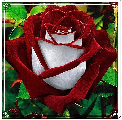 Rosen Zwiebeln-Winterhart Mehrjährig Rosen Pflanzen Rosen Pflanzen Winterhart Rosenrhizom Rosenzwiebel Rosenpflanze Rose Pflanze Pflanzen Winterhart Pfingstrosen Pflanzen Winterhart-2zwiebeln-h