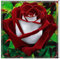 Rosen Zwiebeln-Winterhart Mehrjährig Rosen Pflanzen Rosen Pflanzen Winterhart Rosenrhizom Rosenzwiebel Rosenpflanze Rose Pflanze Pflanzen Winterhart Pfingstrosen Pflanzen Winterhart-2zwiebeln-h