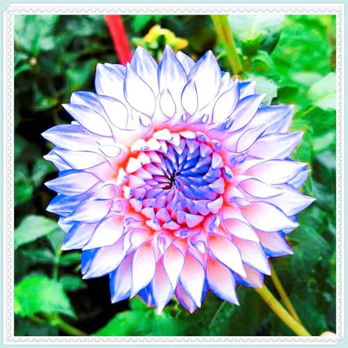 Dahlie, leuchtend bunte große Blüten, winterharte Zwiebelblumen, Garten, Balkondekoration, mehrjährige Pflanzen, Topfblumen-2 zwiebeln-C