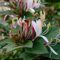 semi sempreverdi di caprifoglio, piante rampicanti resistenti arbusti resistenti piante per esterni piante esotiche da balcone resistenti semi di bonsai di fiori decorativi semi di 150pcs