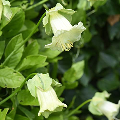 Cobaea scandens f. alba Cup and Saucer Vine Cathedral Bells Cups and Saucers Mexican Ivy Tender Perennial Easy to Grow Your Own Climbing Flower Plants 1x Pack (4 Seeds) by Thompson and Morgan