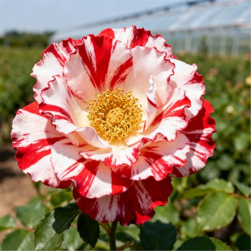 Rosa natural/rosa viva/perenne resistente al frío/florece todos los años-5 Rizoma-J