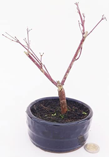 POWERS TO FLOWERS - ACERO ROSSO GIAPPONESE BONSAI IN VASO CERAMICA VERDE/BLU, pianta vera