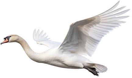 Acryl-Bild 50 x 30 cm: Fliegender Schwan auf weißem Hintergrund (217421145)