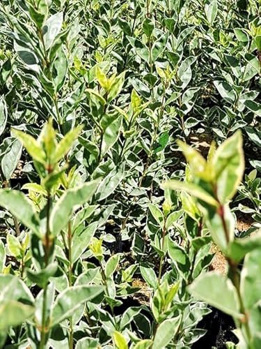 3 Stück weißbunter ovalblättriger Liguster (Ligustrum ovalifolium argenteum) Containerware 40-60 cm