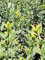 3 Stück weißbunter ovalblättriger Liguster (Ligustrum ovalifolium argenteum) Containerware 40-60 cm