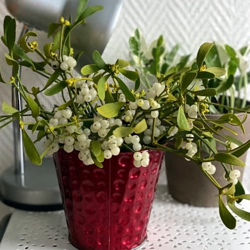 30 Pc Semi Di Vischio, Viscum Album, Piante Perenni Resistenti, Regali Per Gli Amanti Delle Piante Corona Di Vischio - Viscum Articulatum - Piante Da Balcone Perenni Resistenti, Semi