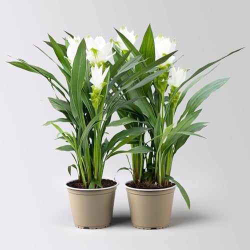 Kurkuma Pflanze, weiß, Topf-Ø 14 cm, 2 Pflanzen