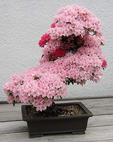 Portal Cool Prunus serrulata giapponese Sakura ciliegio da fiore Bonsai Seed * Molto rari