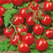 TRTO Trailing Tomato Maskotka 20 Seeds Tomato for Hanging Baskets Useful Tomato Seeds for Garden Plants