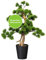 CREATIV green künstlicher Bonsai Kiefer Baum 60 x 40cm I Bonsai Baum künstlich mit Kunststoff-Topf 13,5 x 15cm in schwarz I künstliche Pflanzen als Wohnzimmer Deko I Kunstpflanze Bonsai