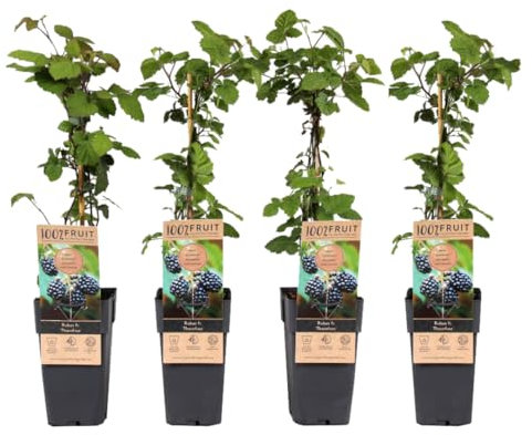 Plant in a Box - Rubus fruticosus 'Thornfree' - Set di 4 - Mora - Mora senza spine - Piante da frutto - Arbusto - ⌀15 cm - Altezza 50-60 cm