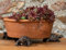 Potty Feet Lot de 3 pieds de pot de fleurs en forme de tortue