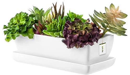 botle Keramik Blumentopf Blumenschale Kakteenschale Untersetzer Wasserloch Kakteen Bonsai Sukkulenten (rechteckig, Weiss)
