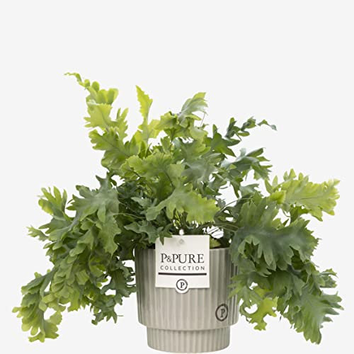 Phlebodium (Blue Star Fern) with Pot, Houseplant Real Indoor Plant for Office, Home, Bedroom, Kitchen and Living Room, Perfect for Clean Air, Delivered Next Day