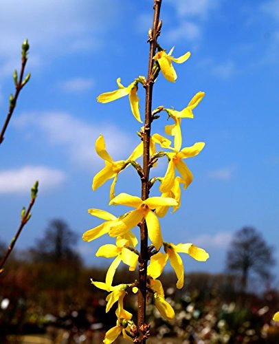 Forsythie Lynwood Forsythia intermedia Lynwood Containerware 60-100 cm