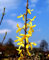 Forsythie Lynwood Forsythia intermedia Lynwood Containerware 60-100 cm