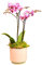 Phalenopsis Plant, Pot Included, House Plant, Live Potted Twin Spiked Orchid Phalaenopsis Perfect for Home, Office, Christmas, Birthdays, Anniversaries and Thank You Gifts and Any Occasion