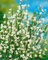 Cytisus praecox 'White Lion' 30-40 cm - Elfenbeinginster, weiße Blüten, Blütezeit April-Juni, ideal für Rabatten, bienenfreundlich, pflegeleicht