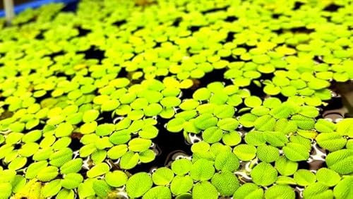 12x Salvinia natans - Water Spangles Floating Plant, Aquarium, Pond