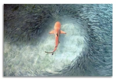 FYRCO Tierposter Haie und Fische, dekoratives Gemälde, Leinwand-Poster, 30 x 45 cm