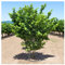 Nocciolo Corylus avellana Tonda di Giffoni pianta di 2/3 anni in vaso ø24 cm h. 2 metri circa Vivaio di Castelletto