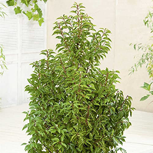 Portugiesischer Kirschlorbeer Angustifolia - Hecken Pflanze 60-80 cm immergrün & winterhart als Sichtschutz – Pilzfreie mehrjährige Lorbeerkirsche Prunus lusitanica von Garten Schlüter