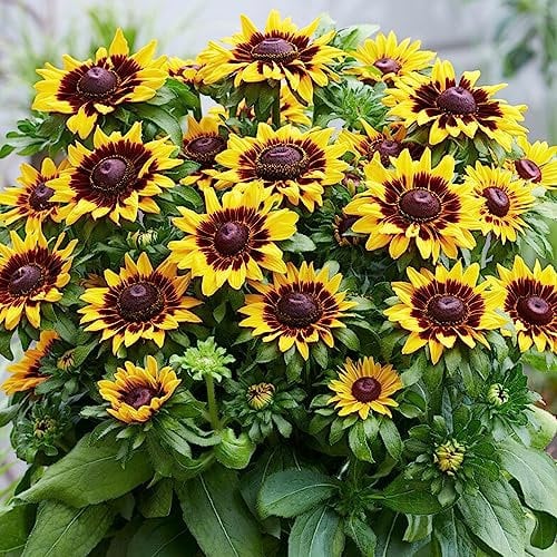 Rudbeckia SmileyZ Tiger | Black Eyed Susan Plant | Garden Perennial Plant | Rudbeckia Plants Garden Ready | Flowering Perennial for Patio Plant Pot Perennial Plant Garden (9cm Pot, 10-20cm)