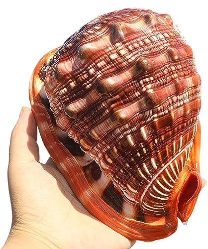 COYOUCO Coquillages naturels, Grandes coquilles de conques de mer pour la Plage Thème Party Wedding Home Decor DIY Crafts Fish Tank et collecteurs de Coquillages,D