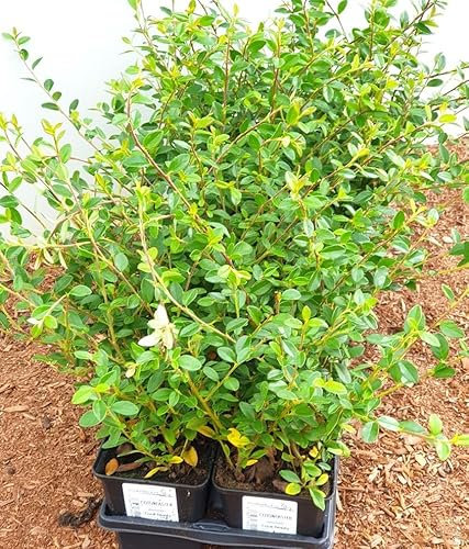 Cotoneaster x suecicus 'Coral Beauty' ca. 9x9 cm Topf - Zwergmispel, weiße Blüten, rote Beeren, ideal für Bodendecker, winterhart, pflegeleicht