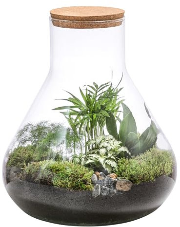 Dehner Flaschengarten DIY Set Tropisches Paradies, 9-teilig inkl. Mosaikpflanze/Bergpalme/Drachenbaum/Zierspargel, Terrarium und Zubehör, ca. 30 x 32 cm, Glas/Naturmaterial