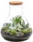 Dehner Flaschengarten DIY Set Tropisches Paradies, 9-teilig inkl. Mosaikpflanze/Bergpalme/Drachenbaum/Zierspargel, Terrarium und Zubehör, ca. 30 x 32 cm, Glas/Naturmaterial