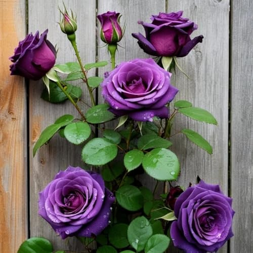 Strauchrose & Hybridrose & Seltene Rose & Bicolor-Rose – Exotischer Vielblühermix, farbenfroher Touch für Hof & Halbinnenraum-1knolle-G
