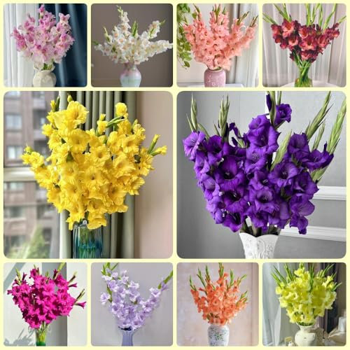 Bulbos de gladiolo, perennes resistentes al invierno, cebollas atemporales de otoño acónitos de invierno bulbos resistentes perennes cebollas frescas, regalos de jardinero Plantas 8pcs
