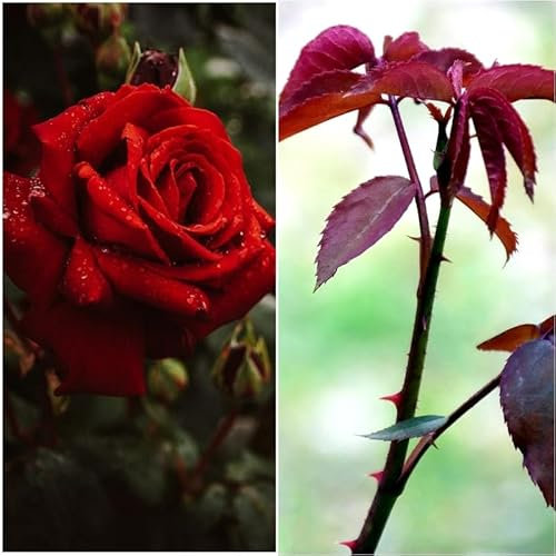 Planta natural Rosal de Flor Rojo Chrisler Imperial, 30-40 cm. Flores muy aromaticas. Atrae polinizadores, decora el jardín y mejora el bienestar emocional. Segura Garden