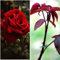 Planta natural Rosal de Flor Rojo Chrisler Imperial, 30-40 cm. Flores muy aromaticas. Atrae polinizadores, decora el jardín y mejora el bienestar emocional. Segura Garden