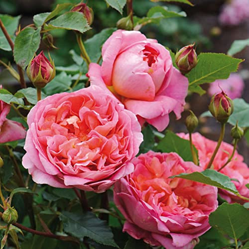 David Austin-Rose 'Boscobel'