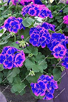 vista 100 pcs Semillas de geranio azul exóticas Semillas de flores perennes Habitaciones interiores para el hogar y el jardín semillas de plantas de bonsai semillas de plantas 2