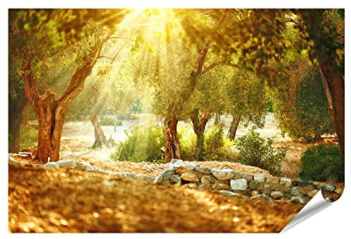 islandburner XXL Bild Poster Olivenbäume Garten Mittelmeer Olivenhain Mit Alten Olivenbäumen Premium Bilder Fotodruck