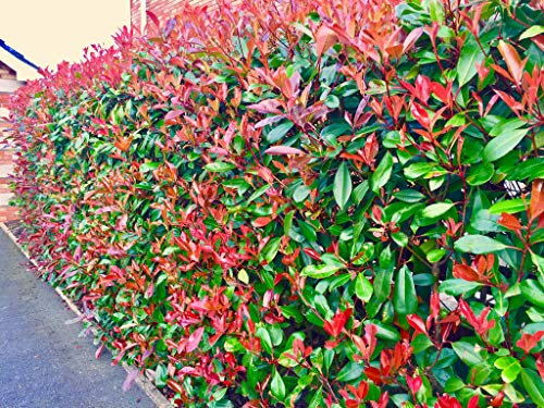 50 Red Robin Hedging Evergreen Photinia Plants Fast Growing Shrubs 25-40cm Potted by Sunnyside Nurseries