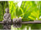 Runa Art Carta da parati fotografica 396 x 280 cm Natural Buddha di bambù | Vello Decorazione Murale Soggiorno Camera Da Letto | Manifattura tedesca | grigio 9279012a