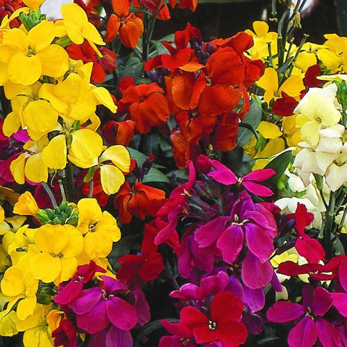 350 Erysimum Cheiri English Bedding Mix Seeds - English WallFlower - 350 Seeds