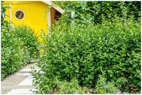 1 x Ligustrum ovalifolium 'Green Diamond' (Gehölz/Heckenpflanze/Winterhart/Mehrjährig/Immergrün) Ovalblättriger Liguster - Der funkelnde Star unter den Heckenpflanzen - von Stauden Gänge