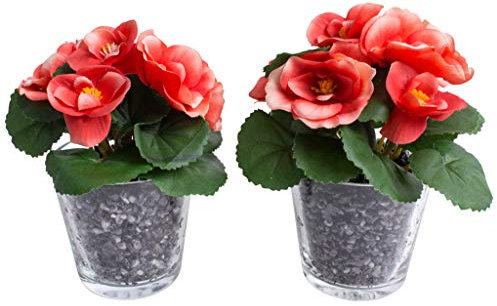 Botanic-Haus künstliche Frühlingsblume Mini-Begonie mit 5 Stielen im Glas (2 Stück) (orange-Creme)