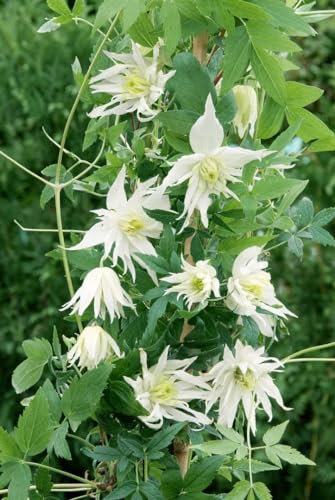 Clematis alpina 'Albina Plena' 60-100 cm - Alpenwaldrebe, weiße gefüllte Blüten, Blütezeit April-Mai, ideal für Rankgerüste, winterhart und pflegeleicht