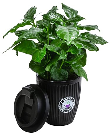 Dehner Kaffeepflanze, im To-Go Becher, 30 cm inkl. Übertopf, Ø Topf 9 cm | Coffea arabica, pflegeleichte Zimmerpflanze, für helle warme Standorte ohne direkte Sonne