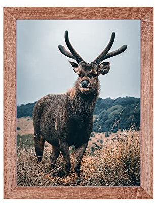 Rahmendesign24 Posterrahmen Rio 60x80 Sonoma Eiche Fotorahmen, Wechselrahmen, Bilderrahmen